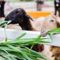 探索足球的无限魅力 - 世界杯赔率